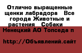 Отлично выращенные щенки лабрадора - Все города Животные и растения » Собаки   . Ненецкий АО,Топседа п.